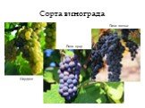 Сорта винограда Шардоне Пино нуар Пино менье