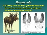 6. Почему лось может сравнительно легко бегать по топким болотам, где другие большие животные вязнут?