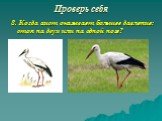 8. Когда аист оказывает большее давление: стоя на двух или на одной ноге?