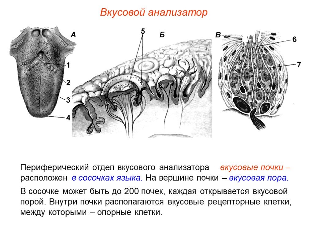 Дополните схему строения периферического отдела вкусового анализатора