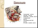 Полость рта. 1-околоушная железа; 6-щечные железы; 10-передняя язычная железа; 17-подъязычная железа; 20-поднижнечелюстная железа; 23-задняя язычная железа