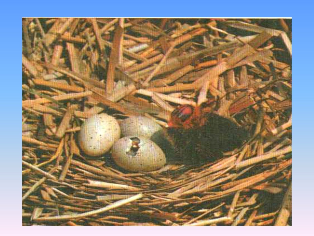 Развитие птиц. Презентация гнездование птиц. Гнездование это в биологии. Размножение и развитие птиц.