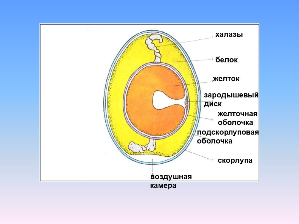 Зародышевый диск в яйце функции. Желточная оболочка яйца. Зародышевый диск в яйце. Зародышевый диск строение. Зародышевый диск у птиц.