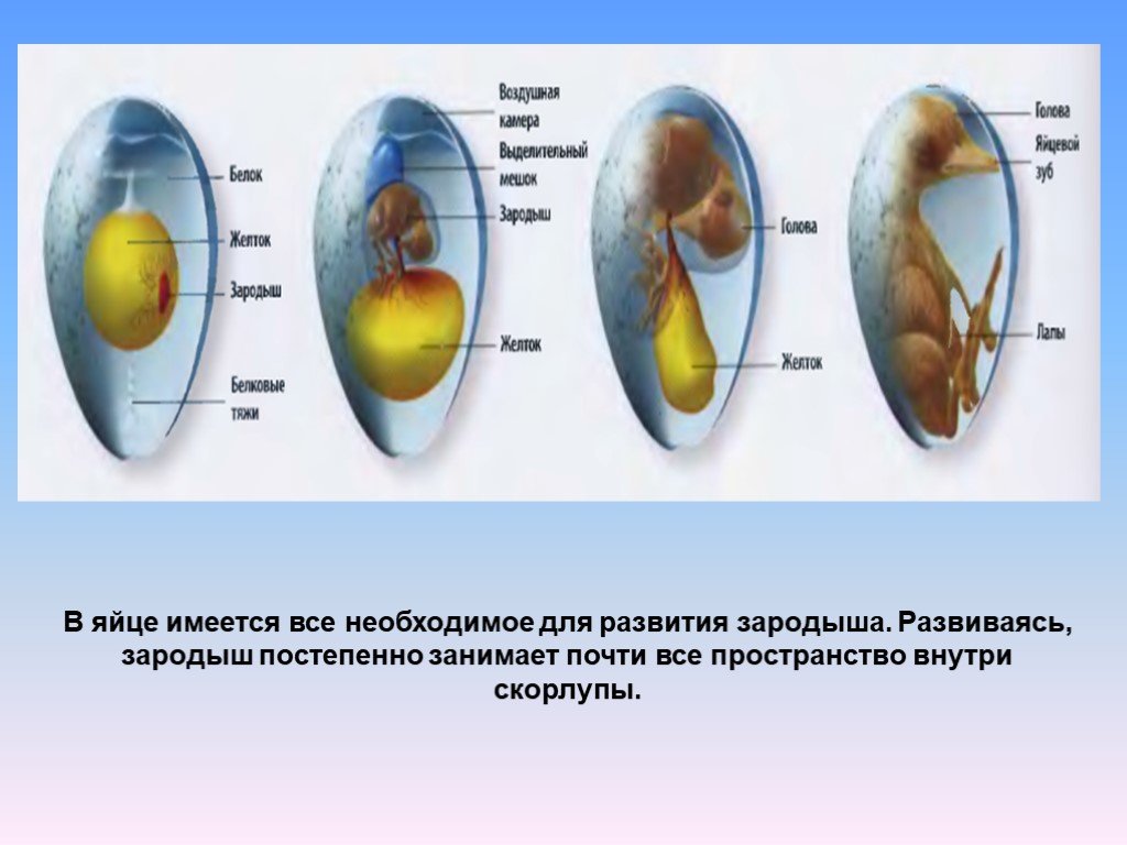 Особенности развития зародыша птиц