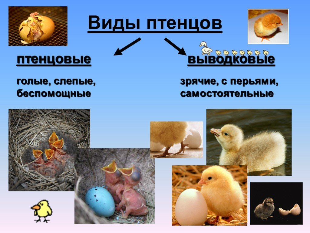 Определите тип развития птенцов. Выводковый Тип развития птенцов. Типы развития птиц. Размножение и развитие птиц. Развитие птенца.