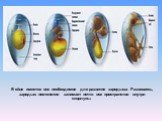 В яйце имеется все необходимое для развития зародыша. Развиваясь, зародыш постепенно занимает почти все пространство внутри скорлупы.