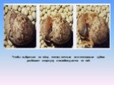 Чтобы выбраться из яйца, птенец яичным или птенцовым зубом разбивает скорлупу и освобождается от неё.