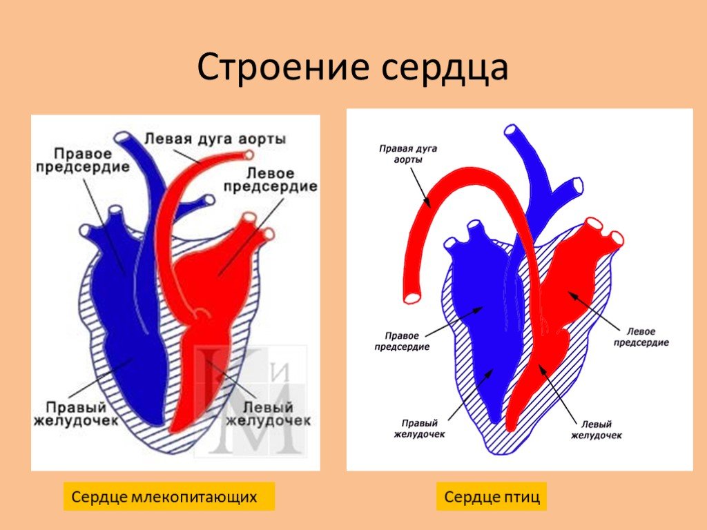 Сравнение сердца птиц и млекопитающих. Строение сердца теплокровных. Строение сердца млекопитающих. Схема строения сердца млекопитающих. Строение сердца птиц и млекопитающих.