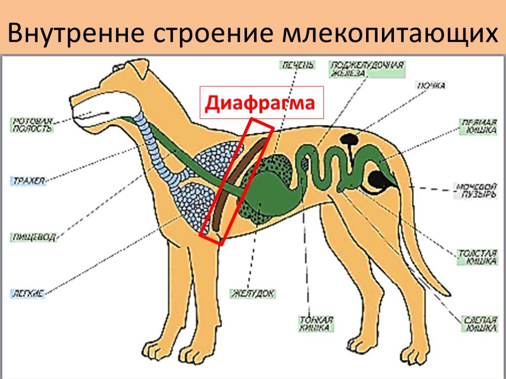 Наиболее развитые резцы можно обнаружить у млекопитающих. Строение внутренних органов собаки схема. Внутреннее строение млекопитающих схема. Внутренне строение органов собаки. Внутренне строение собаки скелета.