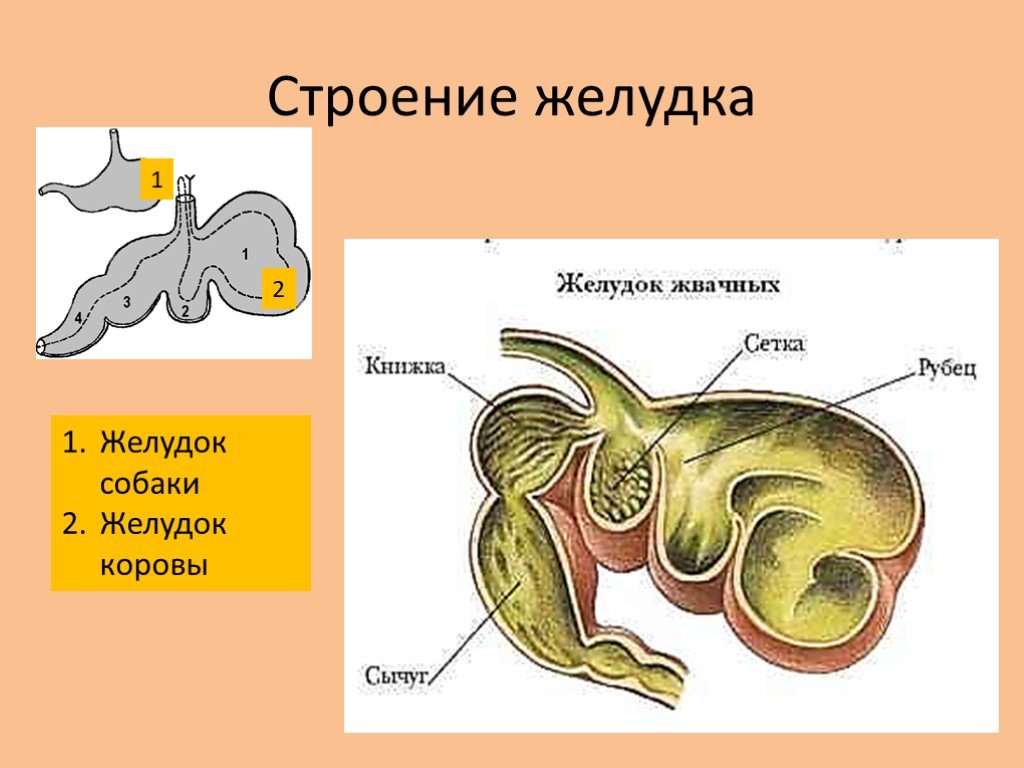 Коровий желудок. Строение многокамерного желудка. Строение желудка жвачного животного. Строение желудка жвачных.