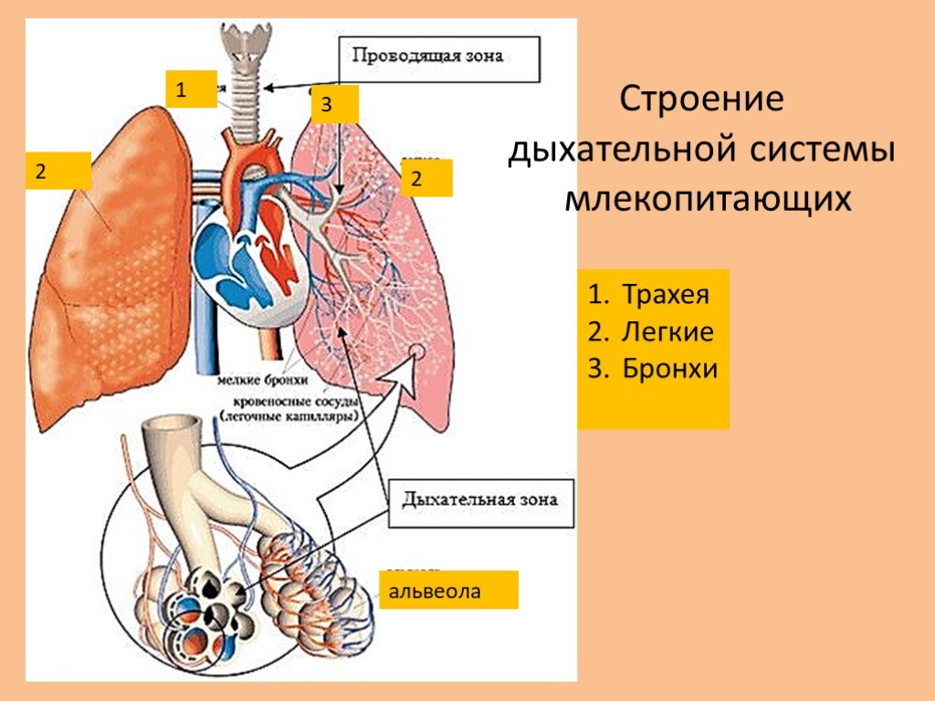 Органы дыхания у млекопитающих схема