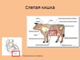 Слепая кишка. Слепая кишка человека