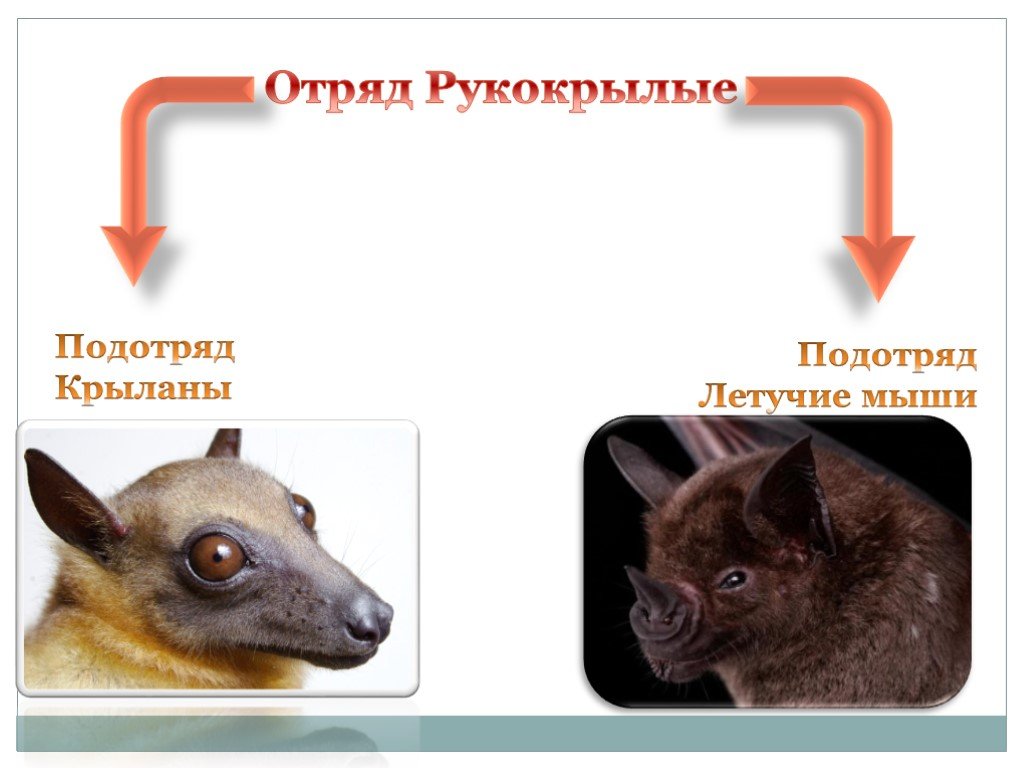 Картинки отряд рукокрылые