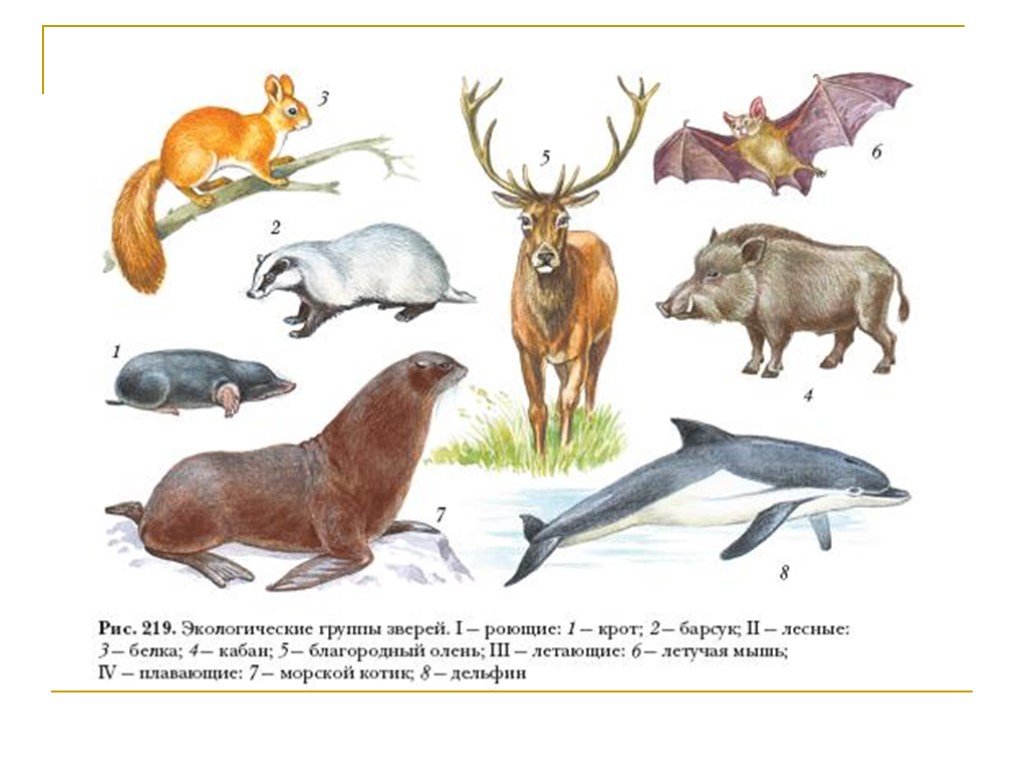 Группы млекопитающих 7. Экологические группы млекопитающих. Экологические группы м. Экологические группы мле. Наземные млекопитающие представители.