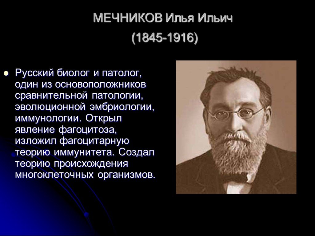 Явление фагоцитоза открыл русский ученый. Мечников фагоцитарная теория.