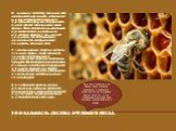 Уникальность состава пчелиного воска. И внешне и по составу пчелиный воск напоминает жир, однако, в отличие от жира, в основе этого сложного природного продукта, содержащего около трехсот компонентов, лежат эфиры. Вода, каротиноиды, красящие, ароматические, минеральные вещества, прополис, пыльца - в