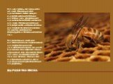 Выработка воска. Нельзя сказать, что пчелы воск делают. Изначально воск представляет собой продукт, вырабатываемый особыми железами пчел, прекративших производство особого маточного молочка. Восковые пластинки, образующиеся на брюшке пчелы, растворяются физиологическим секретом насекомого и формирую