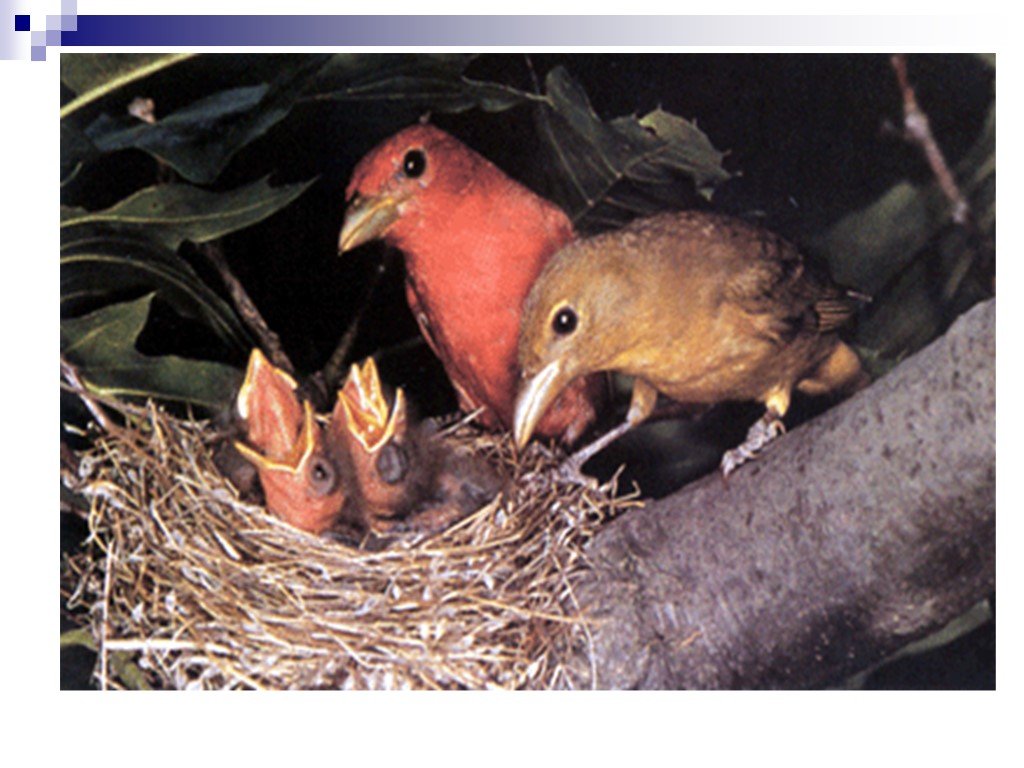 У птиц развита забота о потомстве