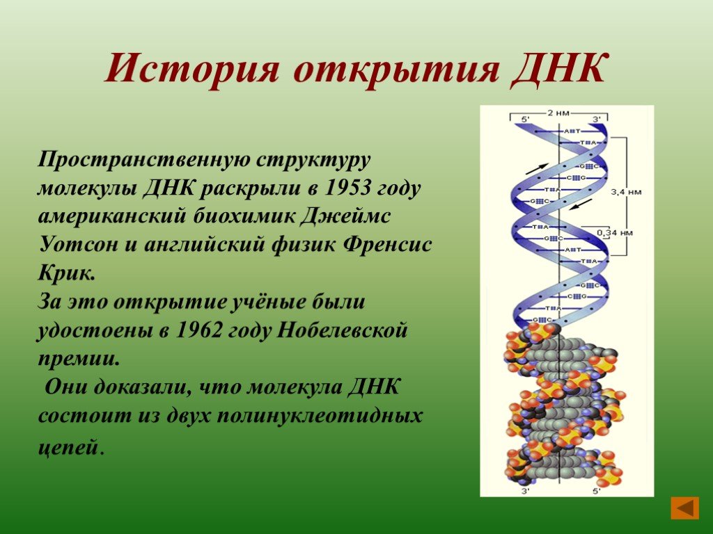Открытые структуры днк. Открытие структуры молекулы ДНК. Открытие молекулярной структуры ДНК. История открытия структуры ДНК. Строение молекулы ДНК.