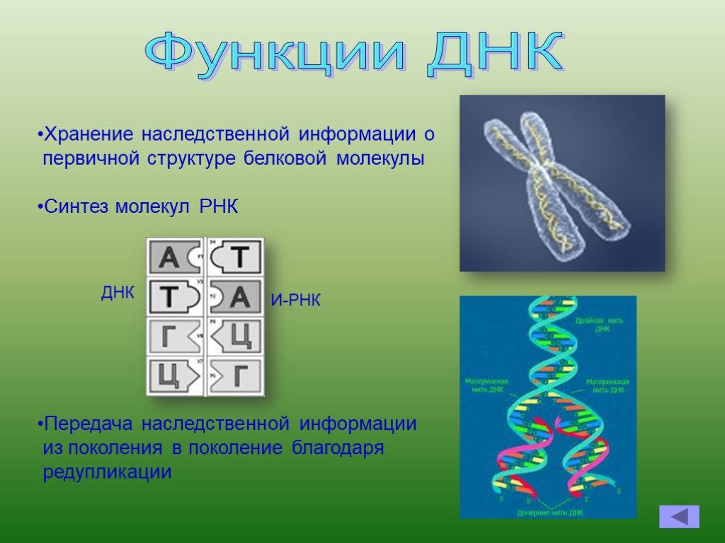 Наследственная информация растительной клетки. Строение ДНК. Функции ДНК. Строение и функции дне. Структура и функции молекул ДНК.