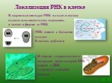 Локализация РНК в клетке. РНК вместе с белками входит В состав рибосом. В кариоплазме ядра РНК входит в состав одного или нескольких ядрышек, а также в форме и-РНК. В строме хлоропластов и матриксе митохондрий РНК вместе с ДНК участвует в синтезе белков