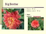Big Brother. Высота 120 см Диаметр цветка- 20 см