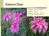 Вавилон Пинк. Окраска цветка: розовая, диаметр 22 см Высота растения: 110 см. Цветение: июль-сентябрь.