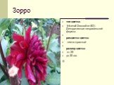 Зорро. тип цветка: Informal Decorative (ID) - Декоративные неправильной формы. расцветка цветка: темно-красный размер цветка: от 25 до 30 см.
