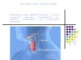 Щитовидная железа (glandula thyroidea) — железа внутренней секреции, синтезирующая ряд гормонов, необходимых для поддержания гомеостаза. Щитовидная железа (glandula thyroidea
