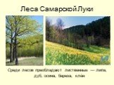 Леса Самарской Луки. Среди лесов преобладают лиственные — липа, дуб, осина, береза, клён