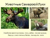 Животные Самарской Луки. Наиболее многочисленны: лось, кабан, лесная куница, барсук, соня слепыш, белка, лисица, ёж, волк