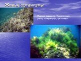 Живые организмы. Морские водоросли Черного моря: ульва, энтероморфа, цистозейра.
