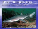 Катран - черноморская акула. Длина её тела до 2 м., а масса от 10 до 12 кг. Кожу её используют для производства фетра, и для полировки дерева.