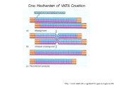 http://www.usask.ca/biology/rank/316/genomics/genomics.htm. One Mechanism of VNTR Creation