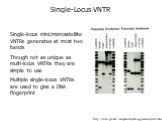 http://www.genelex.com/paternitytesting/paternityslide2.html. Single-Locus VNTR. Single-locus mini/microsatellite VNTRs generates at most two bands Though not as unique as multi-locus VNTRs they are simple to use Multiple single-locus VNTRs are used to give a DNA fingerprint