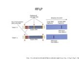 http://bioweb.uwlax.edu/GenWeb/Molecular/Bioinformatics/Unit_3/Lec_3-1/figs3-1/figs3-1.htm. RFLP