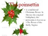 The poinsettia. is a traditional Christmas flower. In Mexico (its original birthplace), the poinsettia is known as «The flower of the Holly Night»