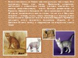 Кошки появились на Земле намного раньше, чем люди. Это случилось 9млн. лет назад. Маленькое животное, величиной с домашнюю кошку, которая охотилось на мелких млекопитающих, очень быстро расселилось в Евразии, Африке и Америке. От него произошли не только 28 видов современных малых кошек, но так же и