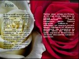 Роза. В античной культуре роза была символом богини любви и красоты Афродиты. Согласно древнегреческой легенде Афродита появилась на свет, выйдя из моря у южного побережья Кипра. В этот момент совершенное тело богини покрывала белоснежная пена. Именно из неё и возникла первая роза с ослепительно-бел