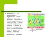 Рецепторные, или нейросенсорные, обонятельные клетки (cellulae neurosensoriae olfactoriae) располагаются между поддерживающими эпителиоцитами и имеют короткий периферический отросток — дендрит и длинный - центральный — аксон. Их ядросодержащие части занимают, как правило, срединное положение в толще