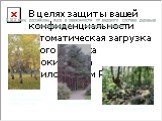 В XIX веке российские леса в зависимости от видового состава деревьев классифицировались следующим образом: светлые (мелколиственные береза, осина), золотые (сосновые). темные (дубово-грабовые).