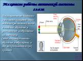 Механизм работы оптической системы глаза. Отраженные от предмета лучи света проходят через оптическую систему глаза и создают обратное и уменьшенное изображение на сетчатке (мозг «переворачивает» обратное изображение, и оно воспринимается как прямое).
