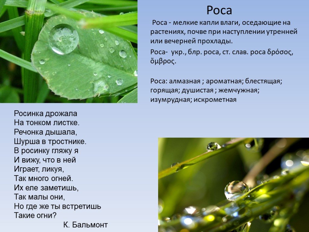 Текст какая бывает роса. Стих про росу. Бальмонт Росинка стихотворение. Мелкие капли влаги на растениях. Стихотворение Росинка.