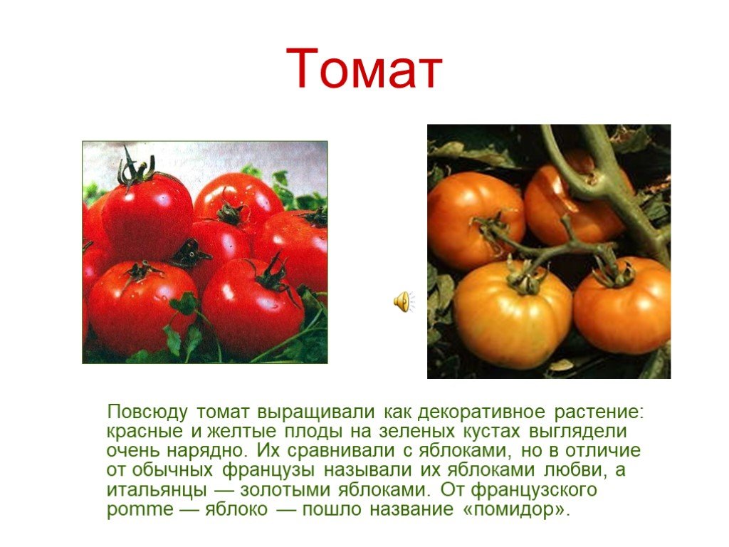 Томат или помидор однолетнее или многолетнее травянистое