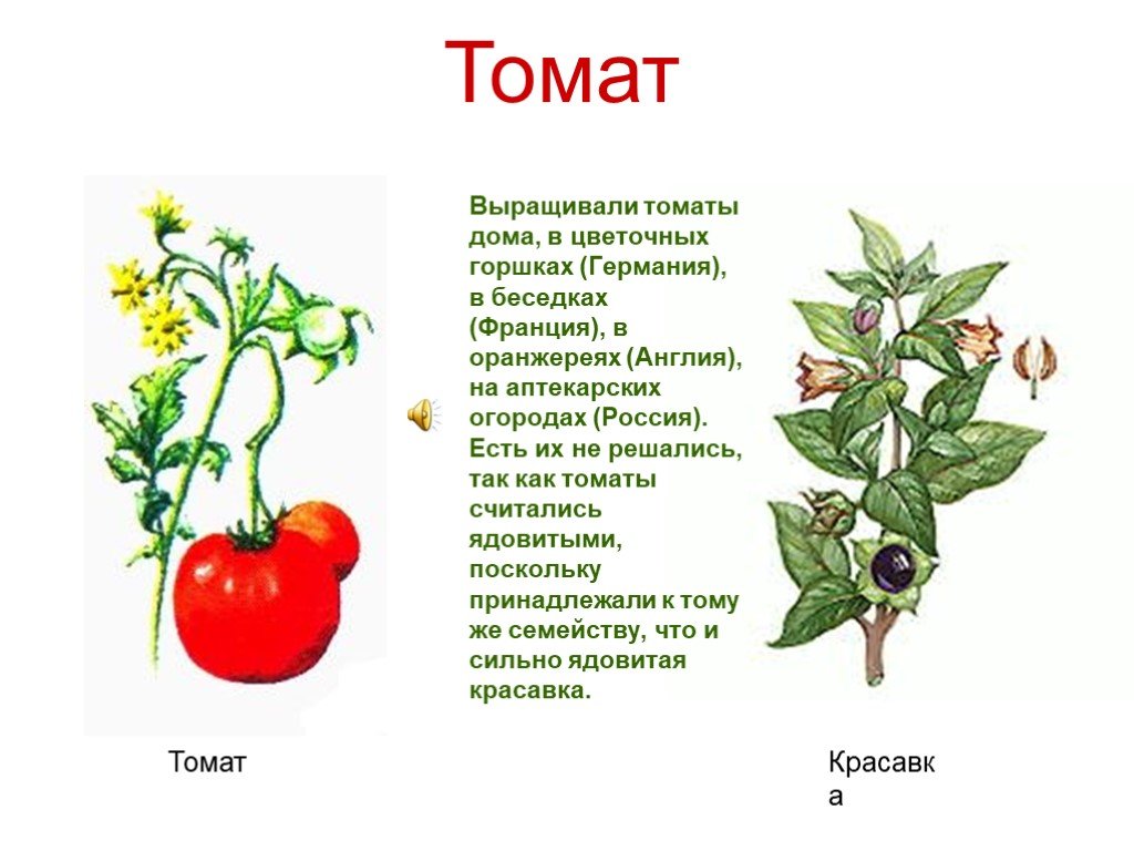 Томат или помидор однолетнее или многолетнее травянистое