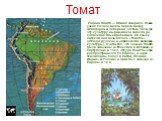 Родина томата — Южная Америка, точнее узкая полоса вдоль берега между Эквадором и северной частью Чили, где эту культуру выращивали задолго до появления там европейцев. На языке ацтеков она называлась «томатль» (отсюда русское и европейское название культуры). Считается, что семена томата были завез
