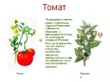 Красавка. Выращивали томаты дома, в цветочных горшках (Германия), в беседках (Франция), в оранжереях (Англия), на аптекарских огородах (Россия). Есть их не решались, так как томаты считались ядовитыми, поскольку принадлежали к тому же семейству, что и сильно ядовитая красавка.