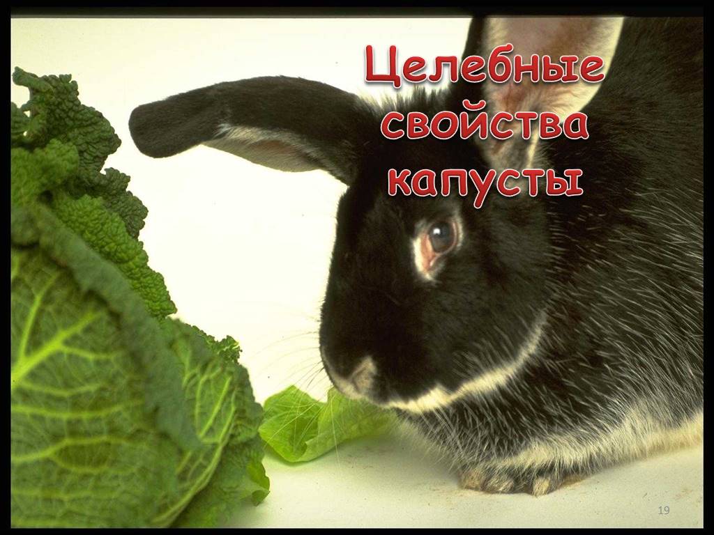 Можно давать кроликам капусту. Черный кролик. Кролик ест капусту. Кролик с капустой. Заяц ест капусту.