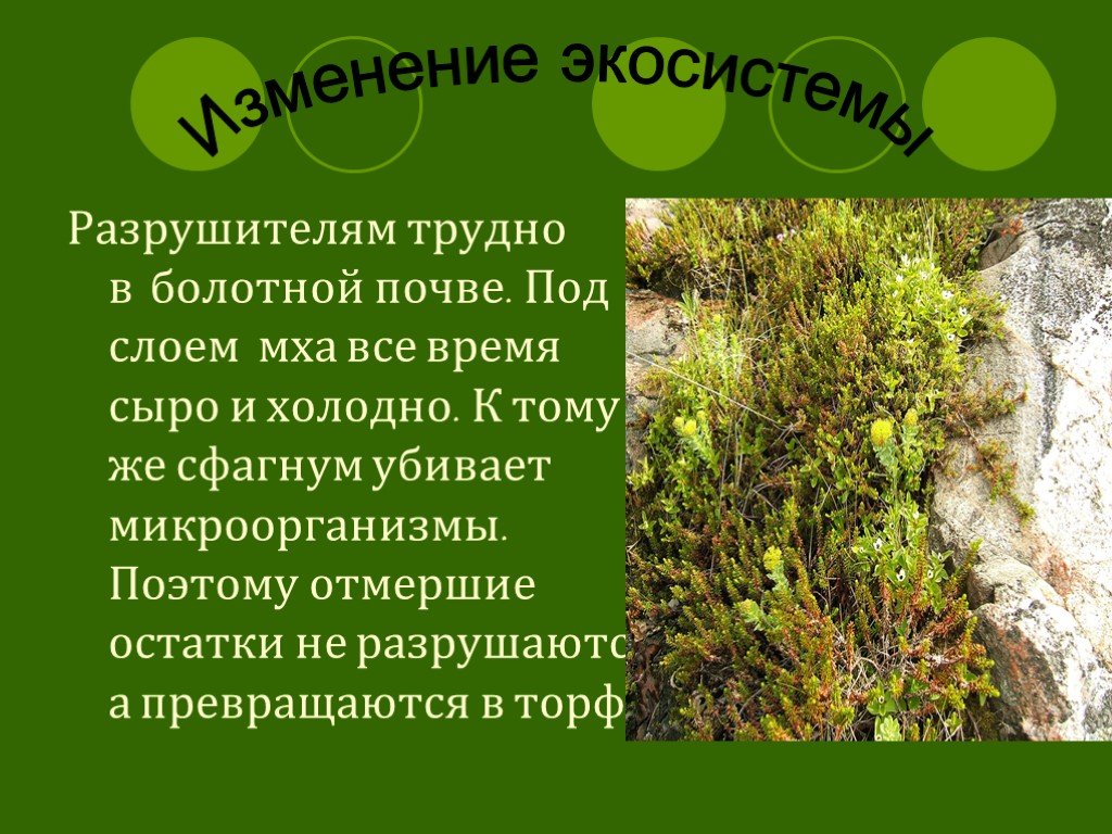 Положительная роль мхов в биогеоценозах заключается. Экосистема болота Разрушители. Экосистема болота.