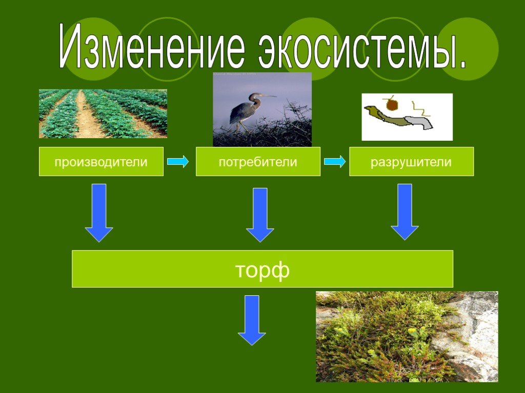 Биогеоценоз болота схема